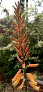 1 Organic Aloe Vera Pup 7” + Potted Healthy Live Medicinal Plant Bubble Wrapped - Picture 1 of 13