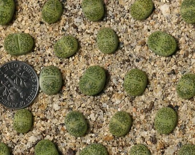 Plant - one - Lithops terricolor（localis） 'Green Sandpoort' - Image 1 of 2