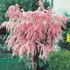 Tamarix tetrandra Salt Cedar Flowering Small Tree 3Lt Pot XL Plants to your door - Picture 1 of 13
