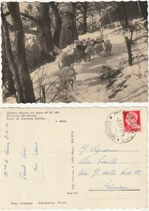 PASCOLO - GREGGE - PECORE - POETICA - E. VERNI - VIAGG. 1940 -5524- - Picture 1 of 1