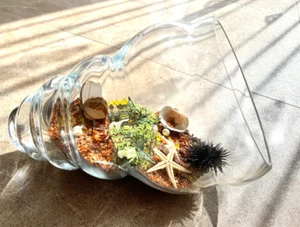 Dekorative Vase / Muschel / Seeigel / Glasvase / Dekovase / Seestern - Bild 1 von 4