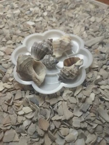 Hermit Crab Food ,Cuisine 30g of Carrot bites - Picture 1 of 3