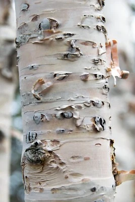 White Birch Tree Seeds - Betula papyrifera & pendula 'Gracilis' - Stunning Bark - Image 1 of 4