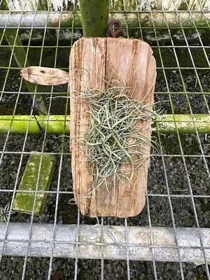 Dendrophylax (sallei x lindenii) Foto 1 de 2