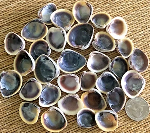 30+ SMALL PURPLE FLORIDA CHIONE CLAM SEA SHELLS - CRAFTING - Picture 1 of 2