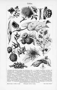 1905 PLANT TREE LEAF GALL ENGRAVING ILLUSTRATION PRINT 1 Pgs - Picture 1 of 3