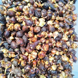 50 Fresh Alocasia Macrorriza Variegated Corms ~ Original Fresh Corms - Picture 1 of 9