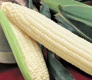 Silver Queen Corn Seed, USA Grown, Treated Seed, NON GMO, 440-880 Seeds - Picture 1 of 3