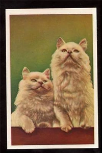 pair long haired fluffy kittens cat holland postcard - Picture 1 of 1