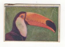 Sweetacres This World of Ours 1932. Bird. Giant Toucan