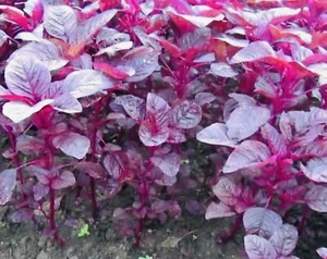 10g Genuine Lal Shag Lal Shak Red Spinach Lal Hag Red Amaranth Lal Saag Seeds - Picture 1 of 4