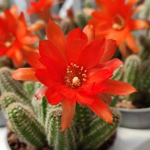 Chamaecereus silvestrii - camacereus, cereus tappezzante (Vaso 12 cm) - 5-10cm - Foto 1 di 2
