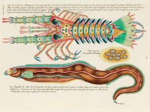 Ilustraciones de peces y langosta encontrados en Molucas Indonesia e Indias Orientales - Imagen 1 de 3