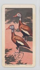 1964 Brooke Bond Red Rose Tropical Birds Tea American Blue Backs #5 0a3