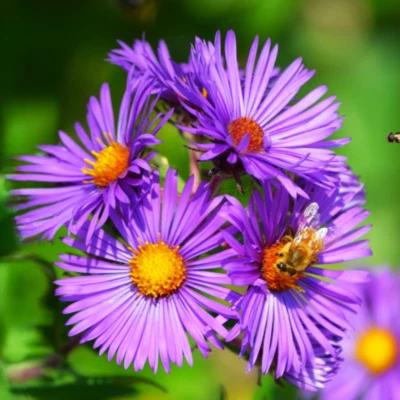 Tahoka Daisy Seeds | Purple Prairie Tansy Leaf Aster Wildflower Flower Seed 2025 - Image 1 of 4