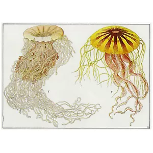Dipinto litografato originale ERNST HAEKEL, meduse a disco, medusa Medusa - Foto 1 di 5