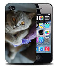 CASE COVER FOR APPLE IPHONE|BRITISH SHORTHAIR CAT 16