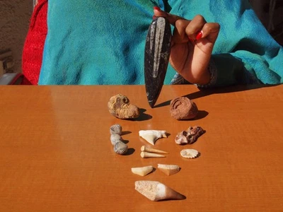 Fossil Collection Mosasurus Dinosaur Tooth+ Orthoceras +8  more 400Mil Yrs old - Image 1 of 4