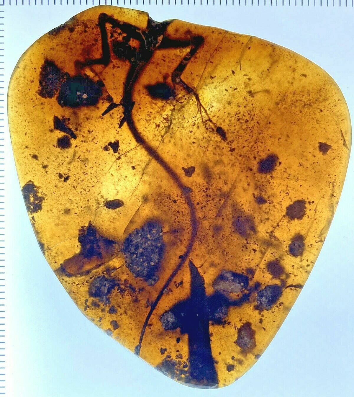 Premium Fossils in Amber