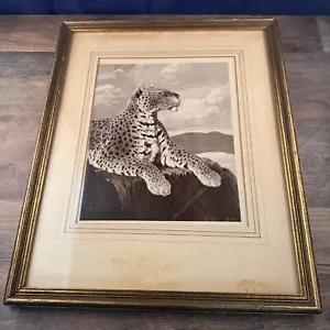 Vintage gerahmter Druck von Cheetah W.H. Johnson 1930 New York 13"x16" - Bild 1 von 16