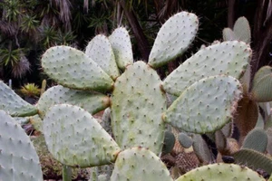 1 "talea"di "Opuntia amyclaea" " Cutting lunga dai 10/15 cm - Imagen 1 de 1