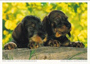 AK Hund Hundepostkarte " Rauhaardackel Welpen " Dackel