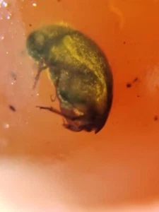 MA216 Ámbar fósil con ESCARABAJO de 99 millones años Cretácico - Imagen 1 de 2