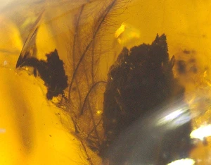 Piume di piumino del Cretaceo in birmania ambra birmana fossile dinosauro età - Foto 1 di 15