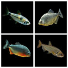 6 x Randomly Selected Predatory Characines | Piranha | South American Tetra