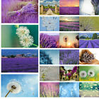 Lavender Flower Photography Background Dandelion Photo Backdrop EBGAD2 ZGAD2