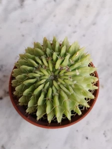 echinopsis oxygona 5 cms aprox Planta cactus joven Suculenta - Foto 1 di 4