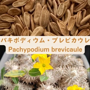 Pachypodium brevicaule  seeds50/100/200/500pcs - Picture 1 of 1