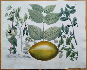 Bean (T500) - Large Engraving Weinmann Phytanthoza Iconogaphia - 1737 - Picture 1 of 2