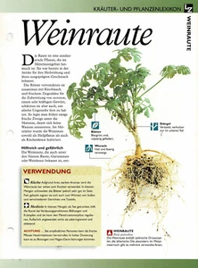 Weinraute / Kräuterinfokarte - Bild 1 von 2