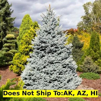 Monty Blue Spruce Tree in 3 Gal Pot Outdoor Evergreen Tree Great New Year Tree - Image 1 of 3