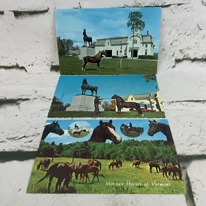 Collectible Postcards Lot of 3 Morgan Horses Of Vermont - Picture 1 of 5