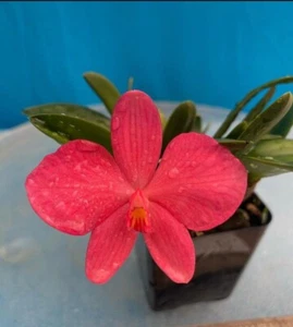 Cattleya Rlc Heather's Gold x Soph. coccinea Multiple Leads Orchid 5.5” RePot - Picture 1 of 6