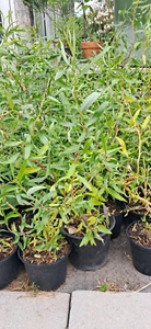 Korkenzieherweide Setzlinge in Topf Jungpflanze Weide Salix anpflanzen Garten - Bild 1 von 3