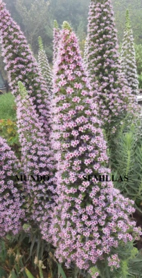 Tajinaste Pink Giant - Echium Cultivar- Tower Of Jewels Pink 10 Seeds - Image 1 of 4