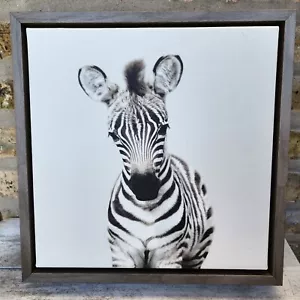 Amy Peterson ZEBRA Safari Collezione animali tela incorniciata arte da parete 13" quadrata - Foto 1 di 4