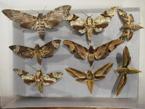 Box 6 8 Specimen Tropical European moth Butterfly Insect Entomology Taxidermy - Picture 1 of 1