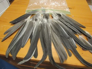 Gray Cockatiel  Feathers - Picture 1 of 2