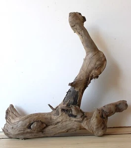 Treibholz Schwemmholz Driftwood 1 knorrige   Wurzel Dekoration Terrarium 45 cm - Bild 1 von 17