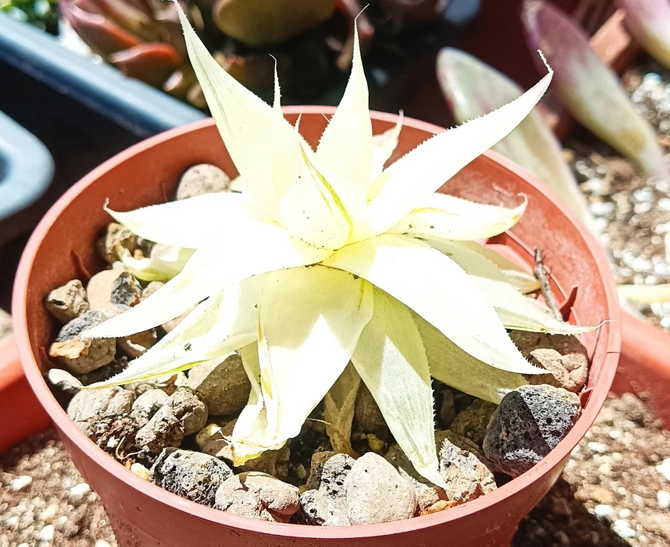 Haworthia Variegata Cactus Cacti Succulent big old homegrown plant free gift - Image 1 of 4