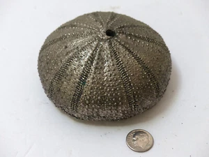 Striking Silver Sea Urchin Art Piece, Decorative Display, Unique 4 x 2 inches - Picture 1 of 5