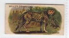 Wills cigarettes Die-cut Animals 1913 #12 Cheetah
