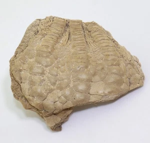 Crinoide, Uintacrinus socialis, Kreide, Turon, Gove County, Kansas, USA -m121 - Picture 1 of 4