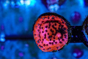 Bright red Mystic Sunset Monti coral marine frag Sps not Lps soft Mushroom Zoa - Picture 1 of 2