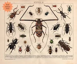 Coleotteri esotici stampa antica insetti entomologia coleotterologia insetti arte da parete - Foto 1 di 5
