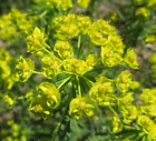 5 x Zypressen-Wolfsmilch_Euphorbia cyparissias_Ableger aus Bodenausläufer